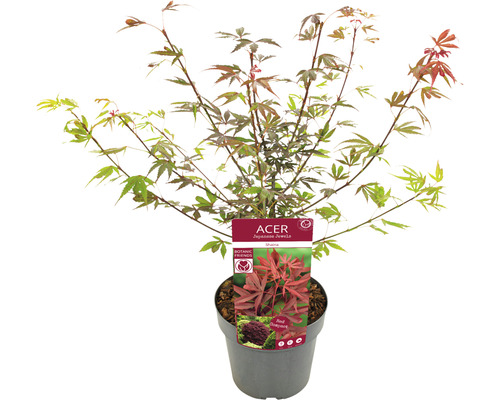 Japanse esdoorn in pot