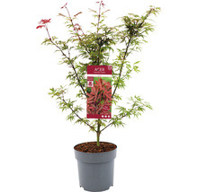 Japanse esdoorn in pot
