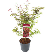 Japanse esdoorn in pot