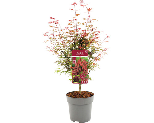 Japanse esdoorn in pot