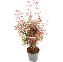 Japanse esdoorn in pot