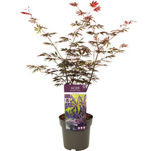 Japanse esdoorn in pot