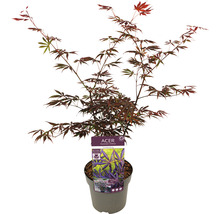 Japanse esdoorn in pot