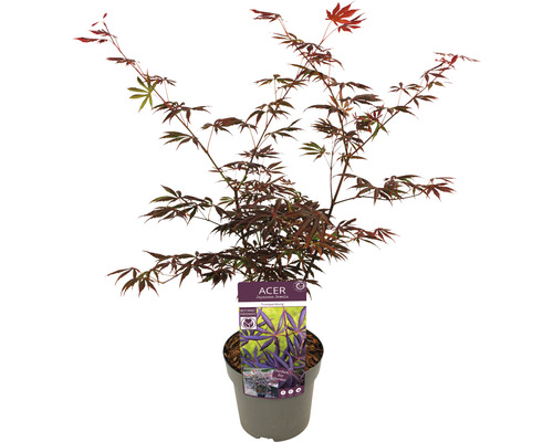 Japanse esdoorn in pot