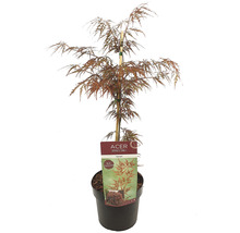 Japanse esdoorn in pot