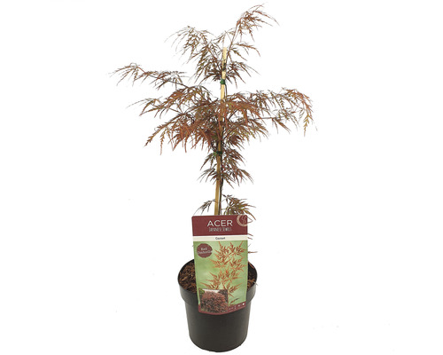 FLORASELF Japanse Esdoorn Acer palmatum 'Garnet' potmaat 3 liter H 50-60 cm Japanse esdoorn in pot