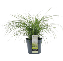 FLORASELF Chinees prachtriet Miscanthus sinensis 'Cute One' potmaat Ø 19 cm H 20-40 cm