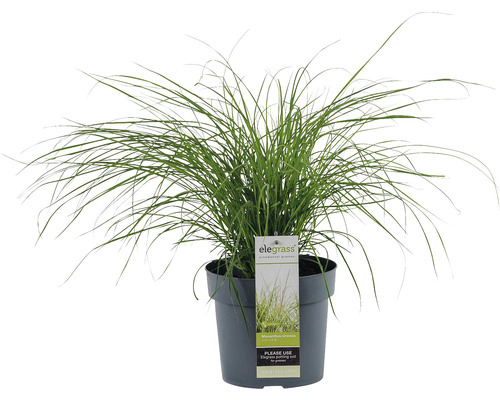 FLORASELF Chinees prachtriet Miscanthus sinensis 'Cute One' potmaat Ø 19 cm H 20-40 cm