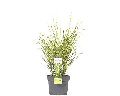 FLORASELF Prachtriet Miscanthus sinensis 'Goldbreeze' potmaat Ø 19 cm H 10-80 cm Zebragras in pot