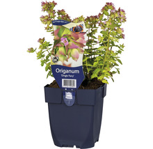 Oregano Dingle Fairy in pot