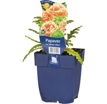 Papaver Salmon Glow in pot