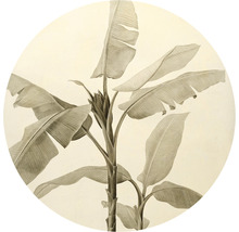 Illustratie van een bananenplant