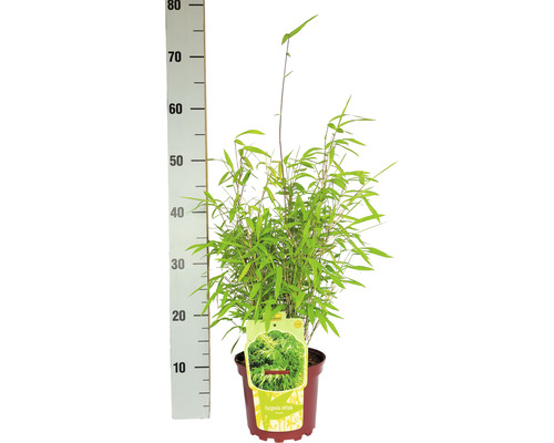 Bamboe Fargesia nitida in pot met maatindicatie