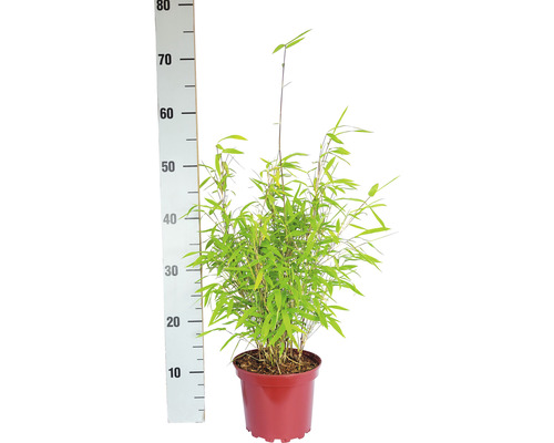 Bamboeplant in pot, gemeten met een meetlat