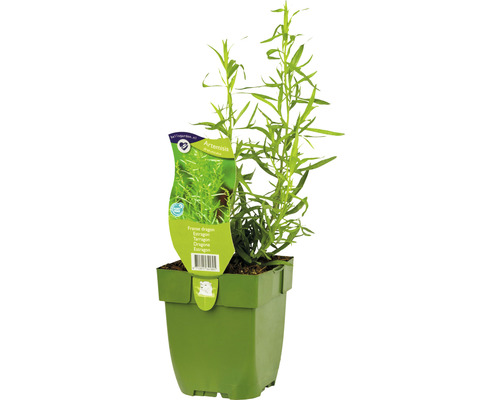 FLORASELF Dragon Artemisia dracunculus potmaat Ø 11 cm H 5-20 cm