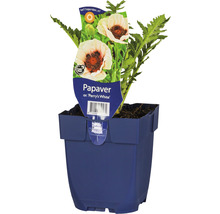 Papaver ''Perry''s White'' in pot