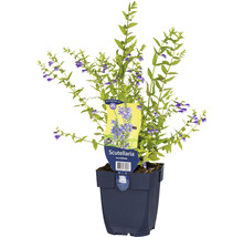 Gevulde kruipend zenegroen Scutellaria in een pot