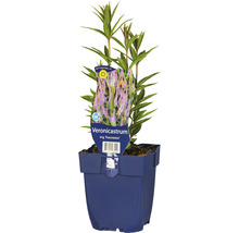 Veronicastrum virginicum ''Fascination'' in pot