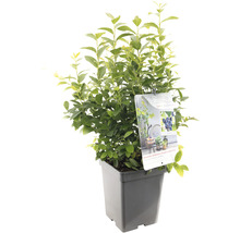 Blauwe bessenstruik in pot