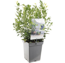 FLORASELF Blauwe bes Vaccinium cor, 'Alvar' potmaat Ø 18 cm H 25 cm