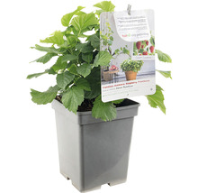 FLORASELF Framboos Rubus idaeus 'Sweet Sunshine' potmaat Ø 18 cm H 25 cm
