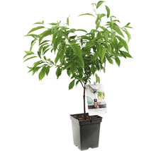 Perzikboom in pot voor binnen