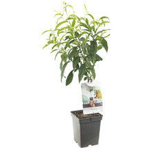 Perzikboom in pot met informatie-etiket