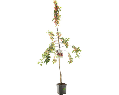 FLORASELF Sierappel Malus 'Red Sentinel' potmaat Ø 24 cm H 150 cm