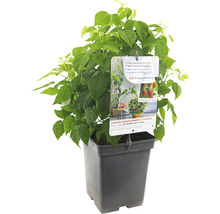 FLORASELF Framboos Rubus id, 'BonbonBerry Yummy' potmaat Ø 18 cm H 25 cm