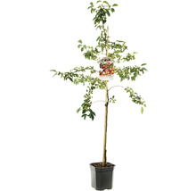 Sierappelboom in pot met steunpaal