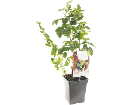 FLORASELF Fruit kwartet (4 soorten fruit) Ribes/Rubus potmaat Ø 18 cm H 25 cm Bessenstruik in pot met plantenetiket
