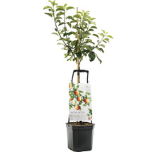 Appelboom in pot met steunpaal