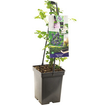 Bramenplant in een pot