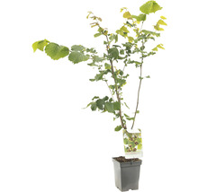 Hazelnootplant in pot met bladeren