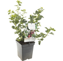 Kruisbes in pot