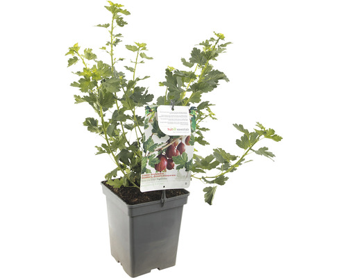 FLORASELF Kruisbes Ribes u,-c, 'Captivator' potmaat Ø 18 cm H 25 cm