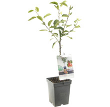 Appelboom in pot