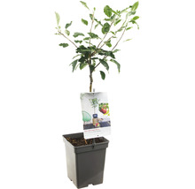 Appelboom in pot met etiket