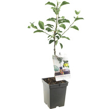 Appelboom in pot met etiket