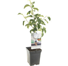 FLORASELF Appel Malus d, 'Rode Boskoop' potmaat Ø 18 cm H 50 cm