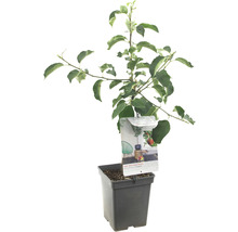 Appelboom in pot met etiket