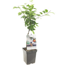 Appelboom in pot voor de tuin