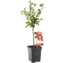 Appelboom in pot met bladeren en vruchten.