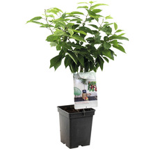 Zuilenkers in pot met etiket