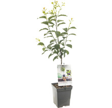 Sleedoorn in pot