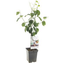 Pruimenboom in pot