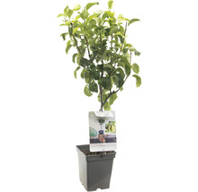 Perenboom in pot met etiket