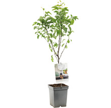 FLORASELF Peer Pyrus c, 'Bonne Louise d'Avranches' potmaat Ø 18 cm H 50 cm