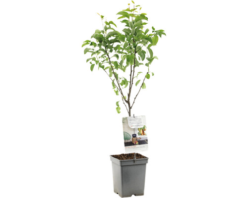 FLORASELF Peer Pyrus c, 'Bonne Louise d'Avranches' potmaat Ø 18 cm H 50 cm Perenboom in pot met bladeren en etiket