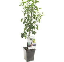 Perenboom in pot